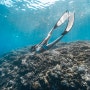 보홀 프리다이빙 투어(4) 발리카삭 거북이 에어플레인 포인트