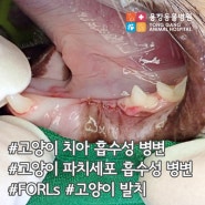 용강동물병원 :: 고양이 치아 흡수성 병변 / 고양이 파치세포 흡수성 병변 (FORLs) / 고양이 발치