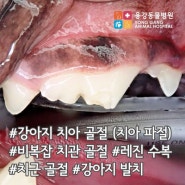용강동물병원 :: 강아지 치아골절(치아파절) / 비복잡 치관 골절 / 레진수복 / 치근 골절 / 발치
