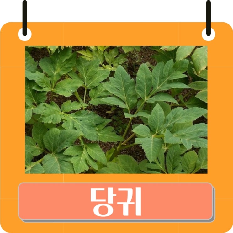 당귀의 효능 부작용 ( 당귀차, 당귀잎, 당귀뿌리) : 네이버 블로그