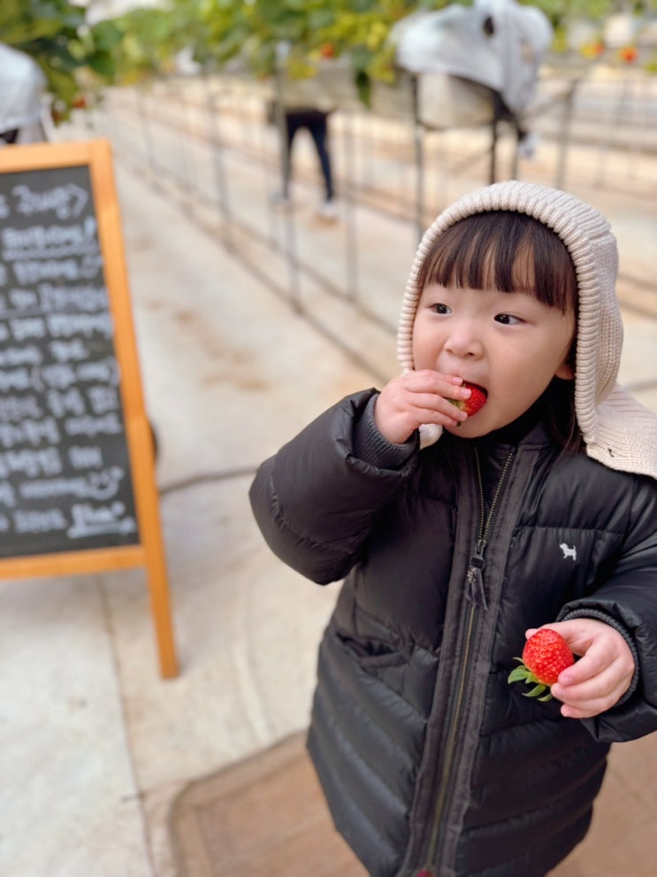 일산딸기체험/다인이네딸기체험/다인이네딸기농장 1kg...