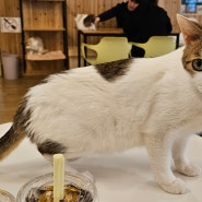 방문이 기부가 되는 고양이 카페 [집사의하루]