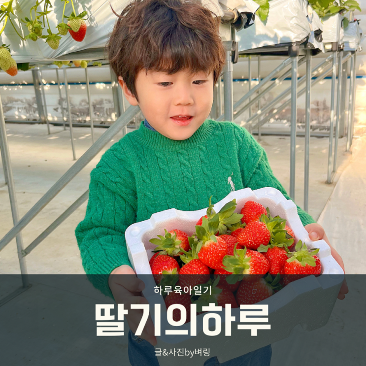 인천 딸기체험농장 딸기의하루 아이와함께 가볼만한곳