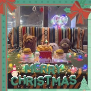 부산 광안리에서 강아지랑 크리스마스 보내기