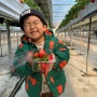 파주 월롱딸기 딸기농장체험 조인폴리아 닭국수 아기랑 갈만한 곳 실내