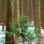 겨울 제주 사려니숲길 붉은오름 입구 무장애나눔길 제주도 삼나무숲