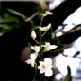 white orchid & Gates of Dawn 가사< 아루나8호>
