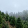 트리 농장 벌목하는 날, 미국 크리스마스 생나무 트리