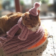 집사표 뜨개목도리 모자 고양이 클스선물이다옹