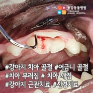 용강동물병원 :: 강아지 치아 골절 / 근관치료(신경치료)