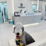 강아지 건강검진 비용 합리적인 수원동물병원 다녀왔어요
