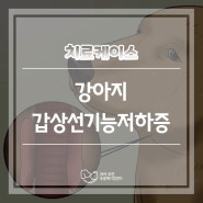 강아지 갑상선 기능저하증 _ 대전 24시 도안동 동물병원