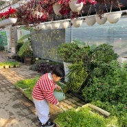 화성 아기랑 갈만한 곳, 아기농부 딸기따기 체험🍓