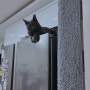 어느집이든 냉장고위에 고양이 한마리는 있지