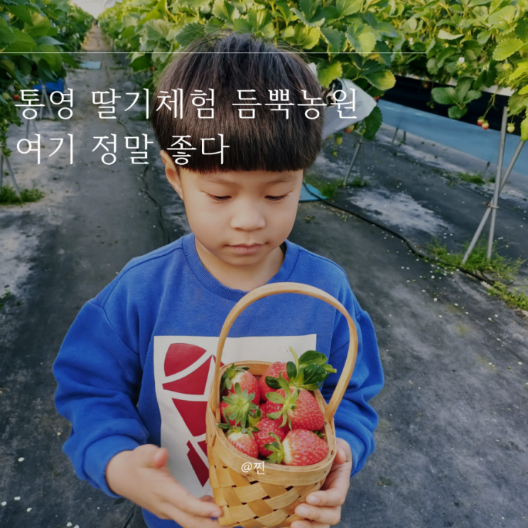 통영 딸기체험 듬뿍농원 딸기 취식도 가능한 경남 실내 아이와...
