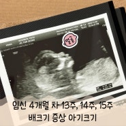 임신 4개월 차 13주, 14주, 15주 배크기 증상 아기크기