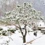눈 쌓인 겨울 소나무