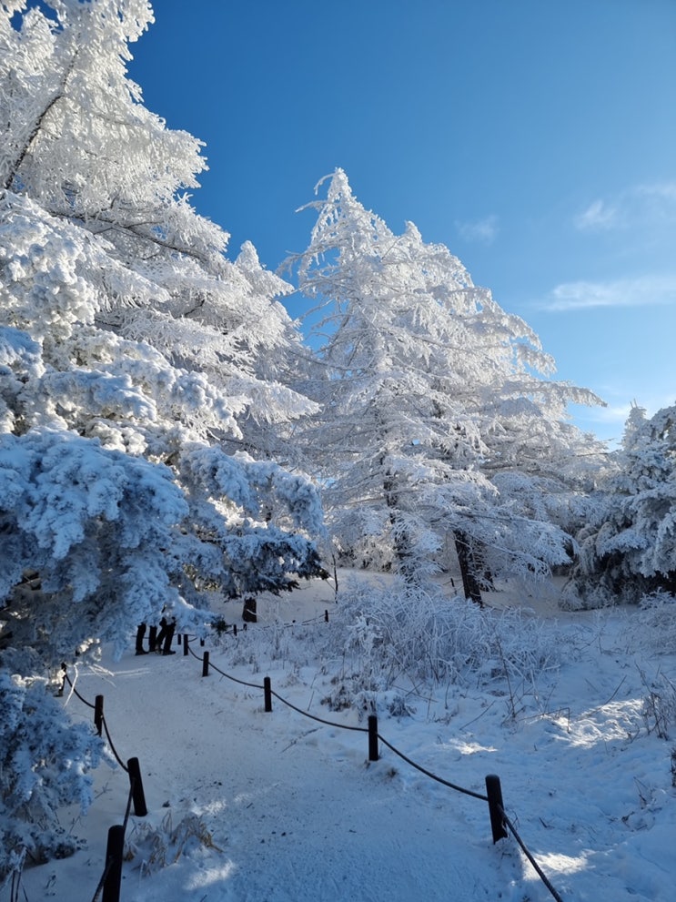 [지리산눈꽃산행/지리산 바래봉/설산/12월 겨울산 /크리스마스] : 네이버 블로그