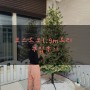 [크리스마스 트리] 코스트코 트리 후기♥ 크리스마스 트리 끝판왕♥ 크리스마스 트리 지네 전구 알리 구입후기♥ 지네전구 감는법♥