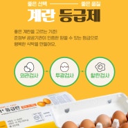 좋은 선택, 좋은 품질 🥚 계란등급제