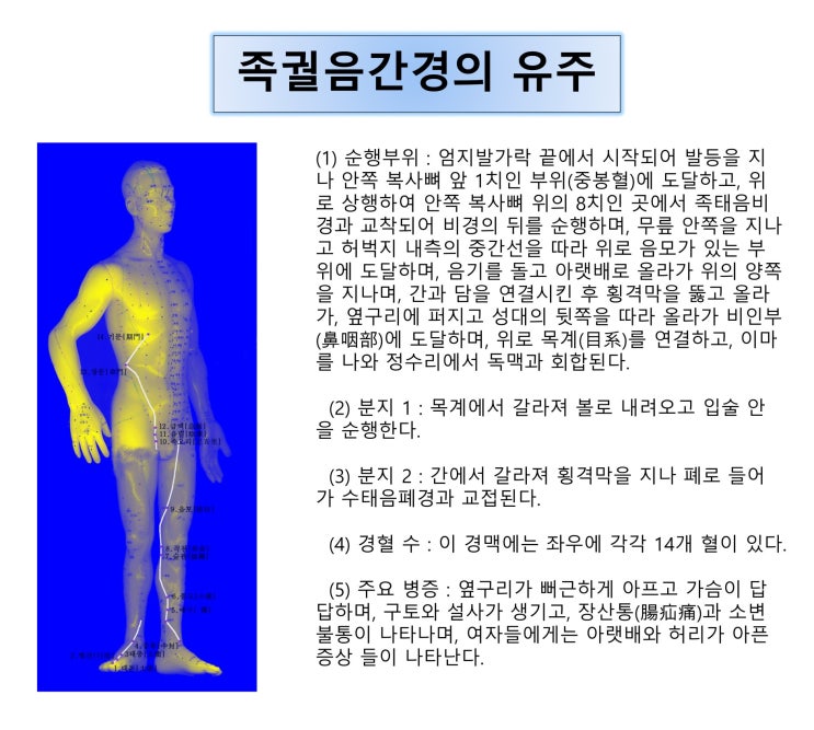 [체질침법] 족궐음간경의 유주순행 : 네이버 블로그