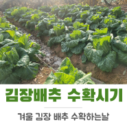 김장 배추 수확시기 지속되는 영하 날씨에 배추 수확 결정