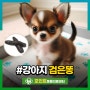 강아지 검은똥이 혈변이라는 사실! 알고 계셨나요?