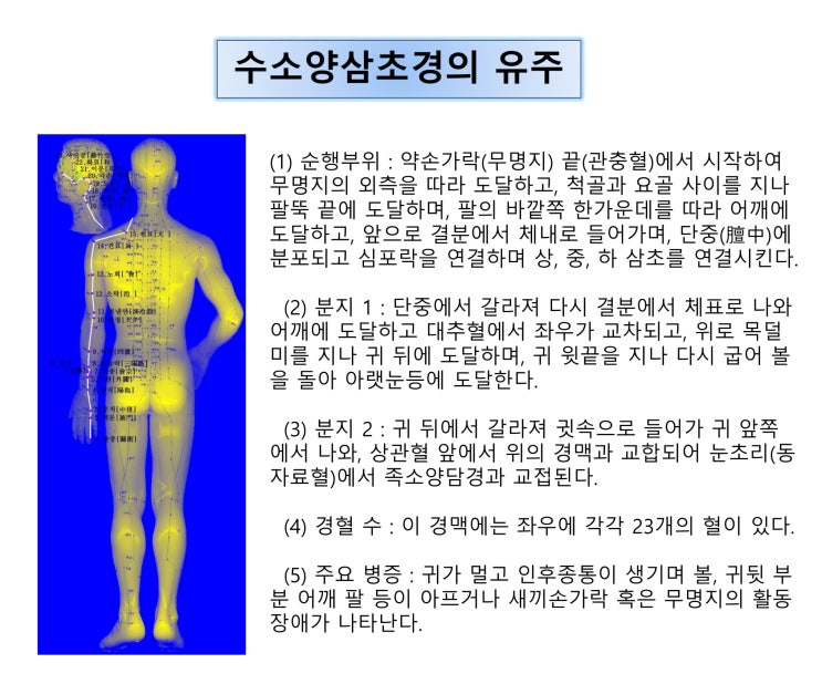[체질침법] 수소양삼초경의 유주순행 : 네이버 블로그