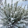 허브농장 그라스팜의 눈 쌓인 잉글리시 라벤더 겨울 풍경