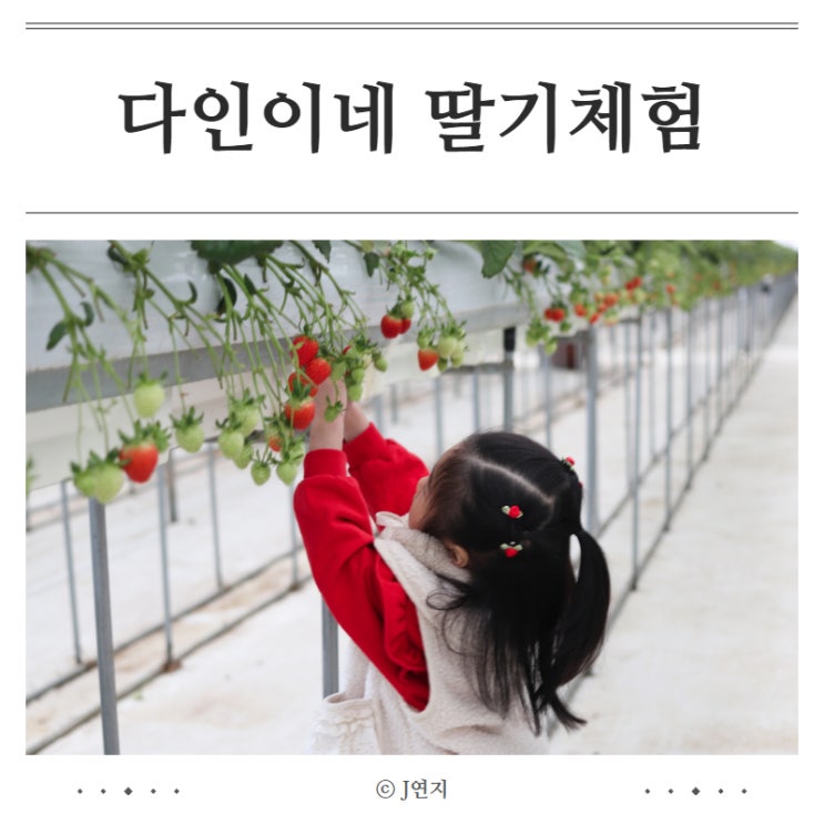 일산 다인이네 딸기체험 주차 비용 근처식당 꿀팁까지