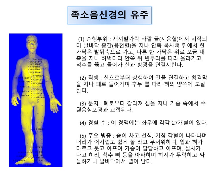 [체질침법] 족소음신경의 유주순행 : 네이버 블로그