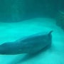 잠실 롯데월드몰 아쿠아리움에 갇혀있는 벨루가 벨라, 감금 학대 고래를 바다로!!!