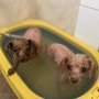 강아지 목욕 후 관리법 강아지 스파, 다섯마리 목욕시간