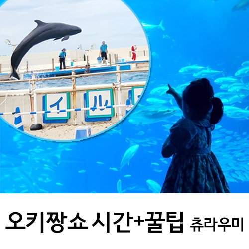 오키짱 돌고래쇼 먹이주기 시간 츄라우미수족관 주차정보