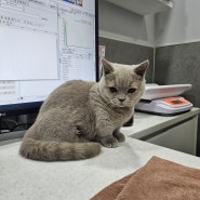 [수원 돌봄동물병원] IBD의심 고양이 설사 치료기 - PCR검사후 설사완치