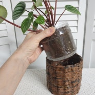 공기정화식물 수박페페 키우기 쉬운 두툼한 잎 플라스틱 화분만들기