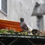 [대만 조류] 검은머리갈색찌르레기 (Common Myna) 231211