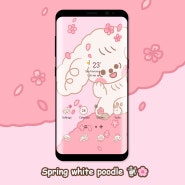 [YEAH] 벚꽃과 화이트 푸들 Spring white poodle🌸🐩