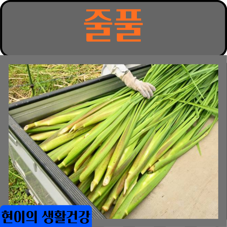 줄풀 효능 부작용 줄풀차 먹는법 : 네이버 블로그