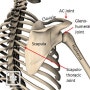 어깨관절 복합체(shoulder complex)