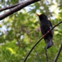 [대만 조류] Black bulbul 231211