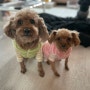 강아지 겨울 옷 구매팁 그리고 후기 feat 티몬