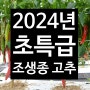 2024년 고추 품종 선택! <초특급> 우수한 조생종 고추 강력추천
