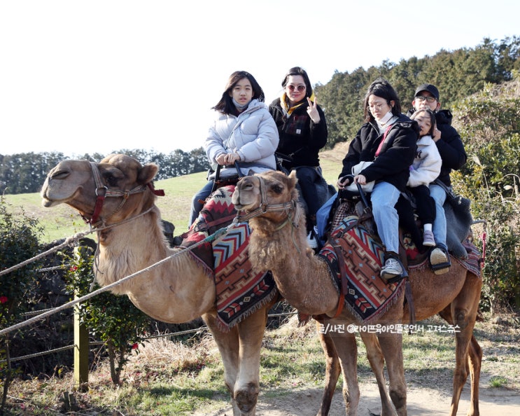 아이와가볼만한곳추천 제주 낙타트래킹 아리랑 혼 할인 예약법