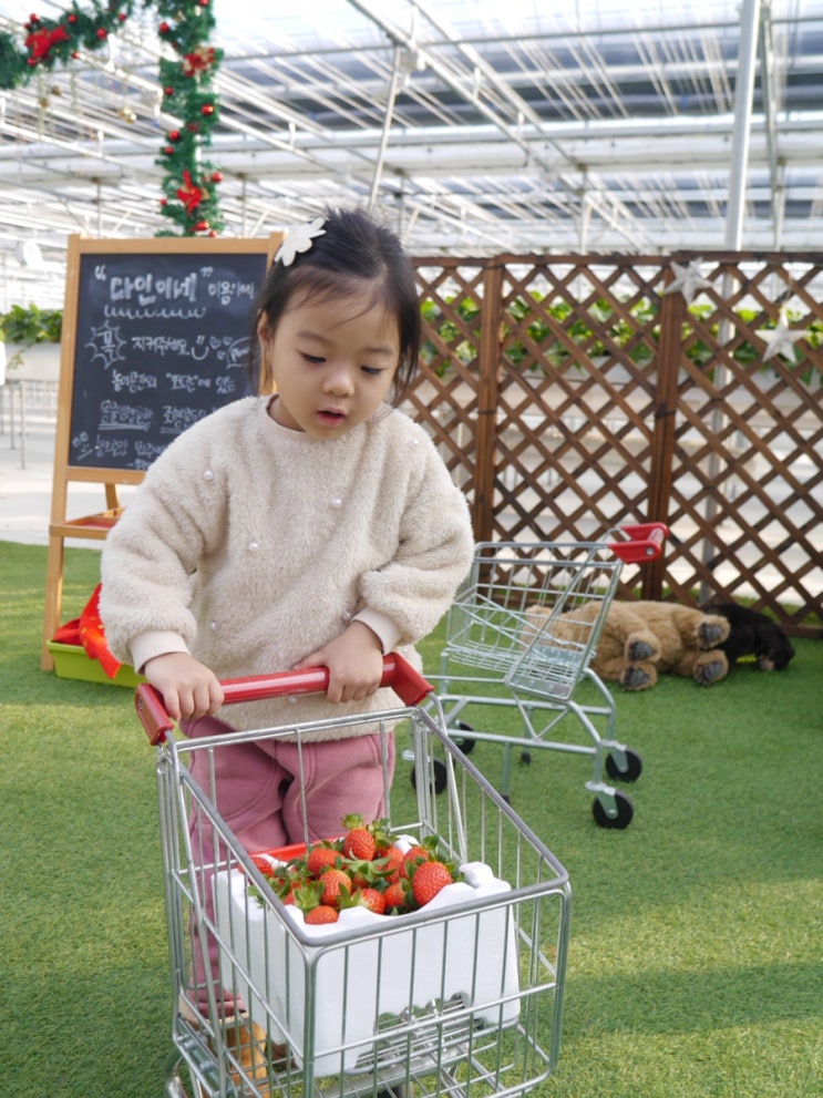 딸기농장 : 다인이네 딸기체험농장 가성비 좋은 겨울 실내체험
