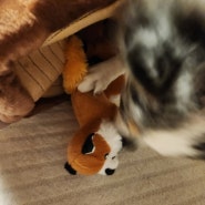 [유토페티아] 강아지장난감 선물은 ZippyPaws 숨은 통나무 여우 찾기