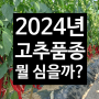 2024년 고추 품종 추천! 복합내병계 순한맛 고추 <순한칼탄>