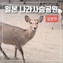 일본 나라사슴공원 오사카 근교 여행 총정리(긴테츠레일패스 수령 방법 포함)