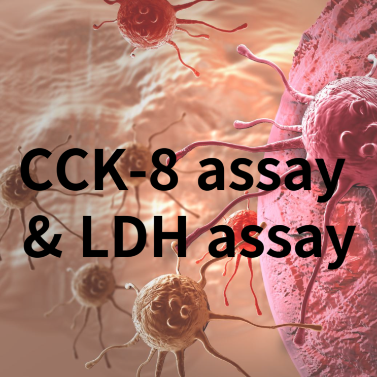 [기초다지기] CCK-8 assay & LDH assay 에 대해 알아보자! (Cell Counting ...