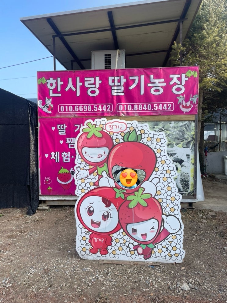 남양주 딸기 체험 농장 (+딸기 아이스크림 만들기 체험) 후기